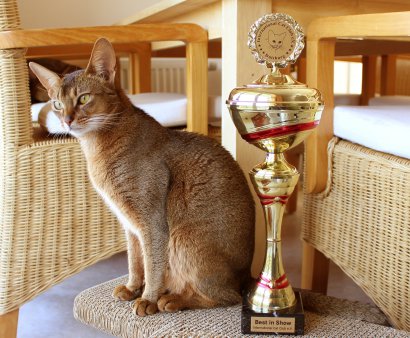 WCF Katzenausstellung Heppenheim